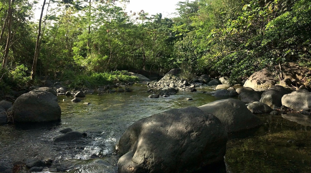 It was just a 15-minute hike to Maligaya Park Resort and down to this wonderful stream. It was early in the morning on a weekday so fortunately, I got the whole area for myself.
The gentle sound of the water flowing on the stream, fresh kisses of air on my skin and birds chirping on the trees, for me was nature's way of saying it's what I needed at that moment. Plus, who does not want the thrill of bathing on this stream alone?
One with nature. Peacefulness and Tranquility achieved!