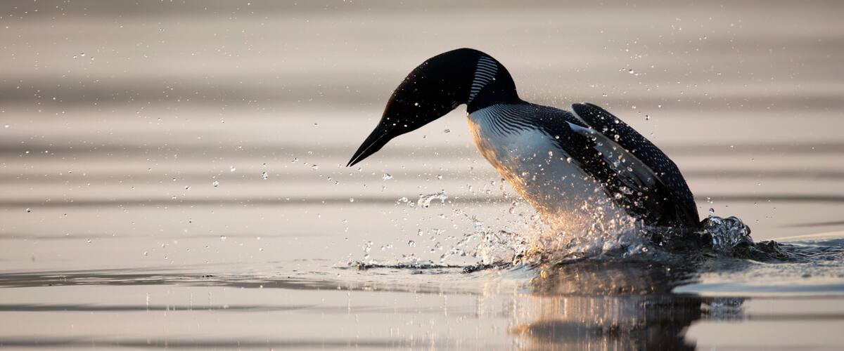 Diving Loon