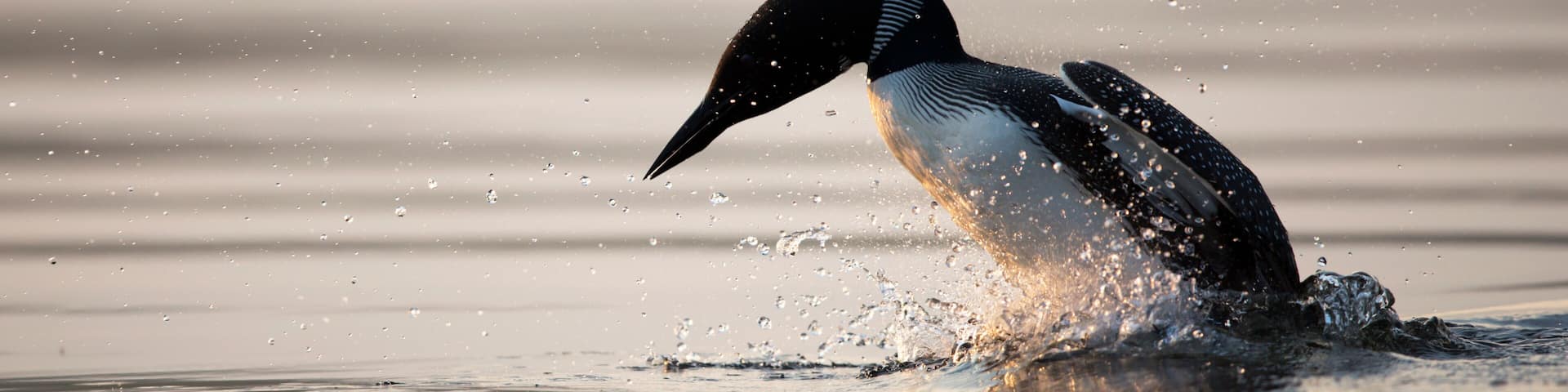 Diving Loon