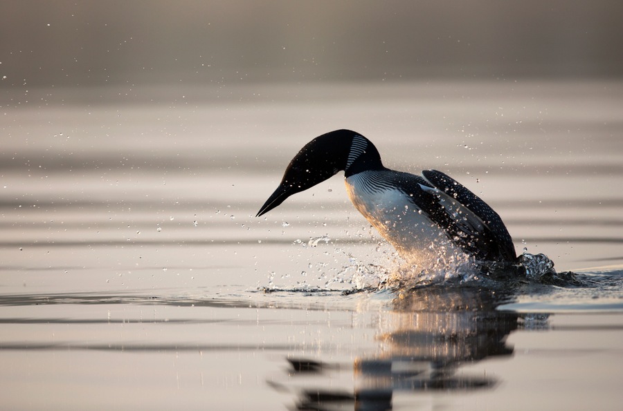Diving Loon