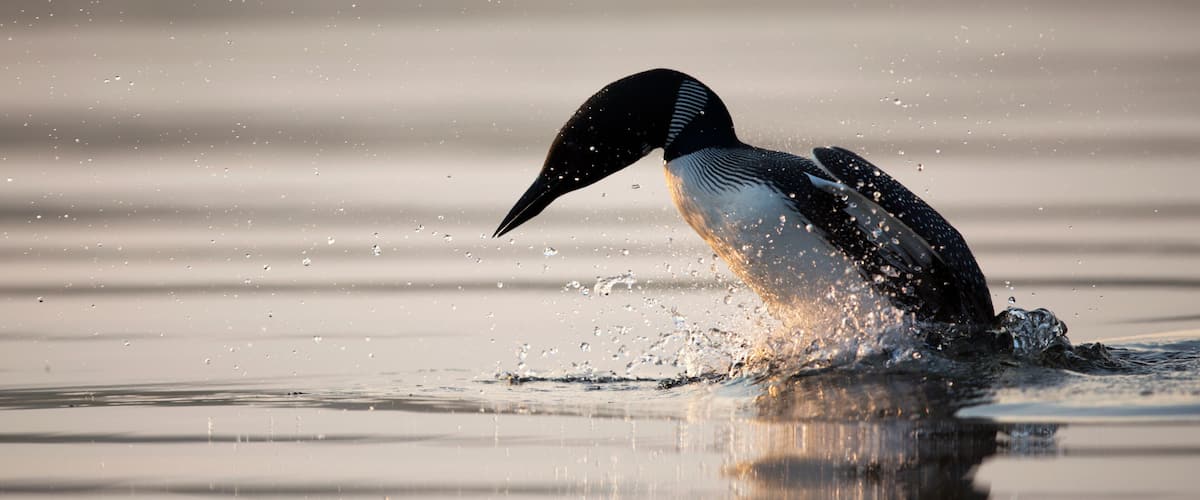 A bird splashing in water.
