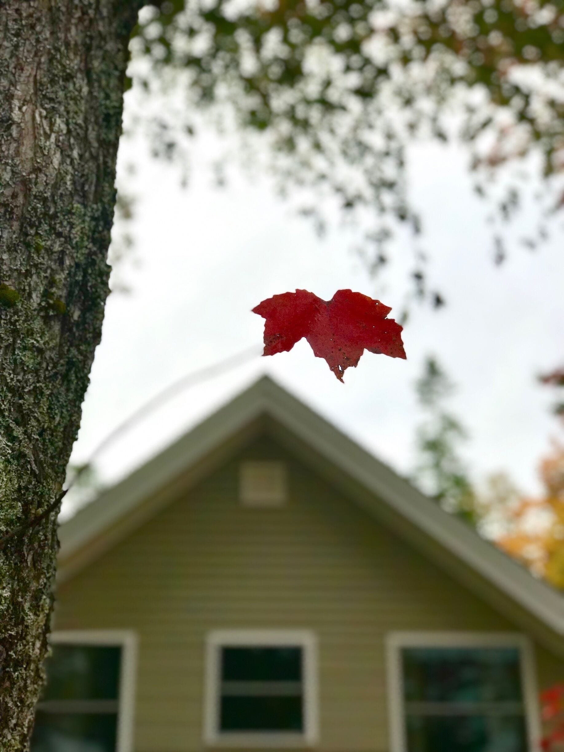 “One is the loneliest number” A solitary leaf hanging on. Taken at Web pond, Franklin Maine.