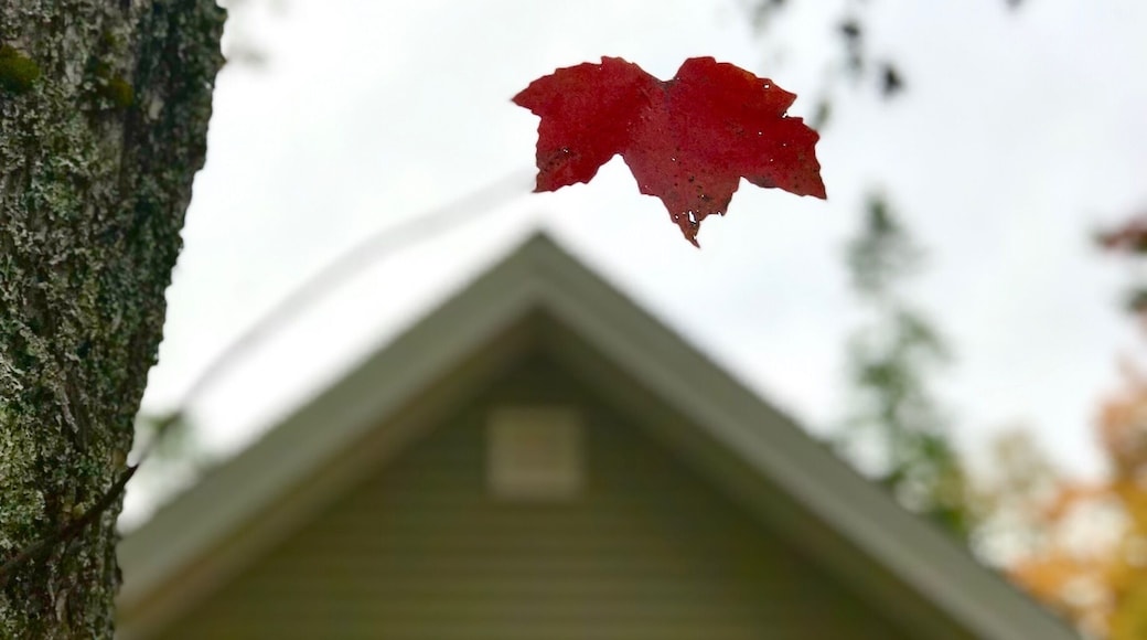 “One is the loneliest number” A solitary leaf hanging on. Taken at Web pond, Franklin Maine.