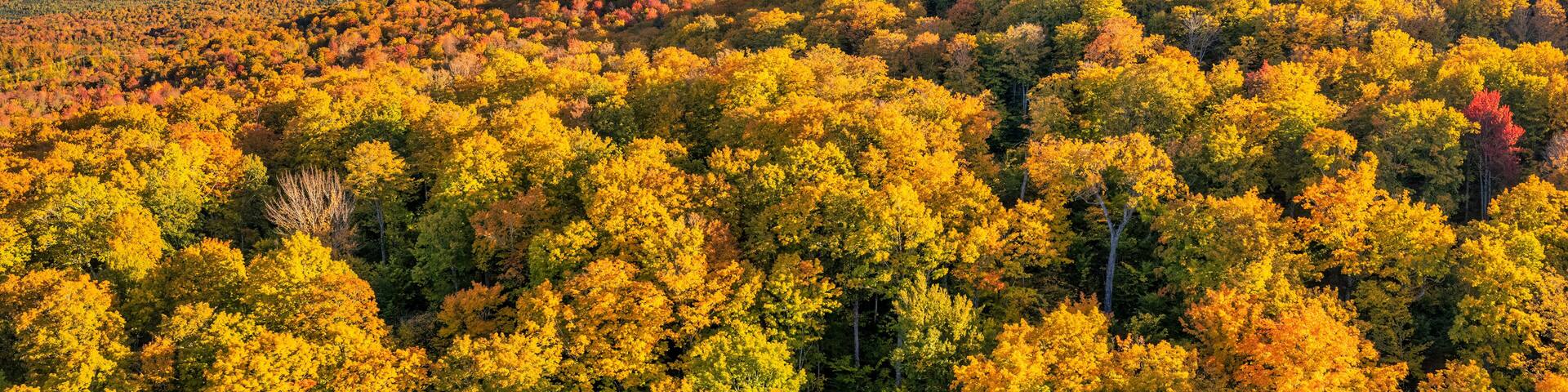 Beautiful fall foliage near Eustis, Maine - Carrabassett Valley
