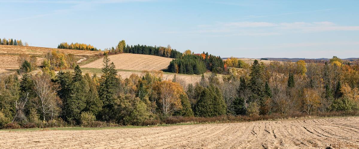 A rural landscape with rolling hills, a mix of evergreen and deciduous trees, and a clear sky.