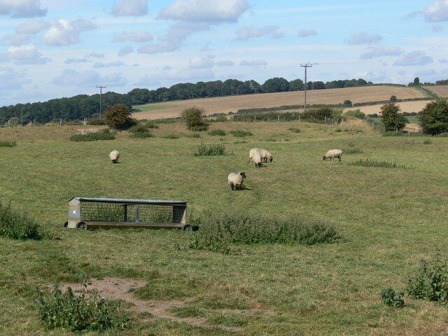 Grazing sheep, north of Great Easton Road In the south east of Leicestershire.