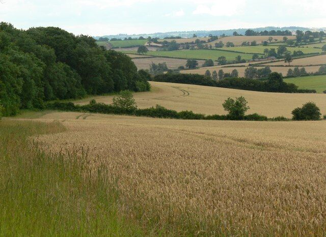 A wheat field with rolling hills and a dense forest in the background.
