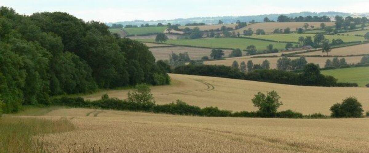 A wheat field with rolling hills and a dense forest in the background.