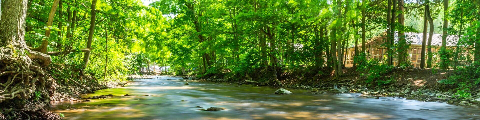 A clear stream surrounded by dense green foliage and trees.