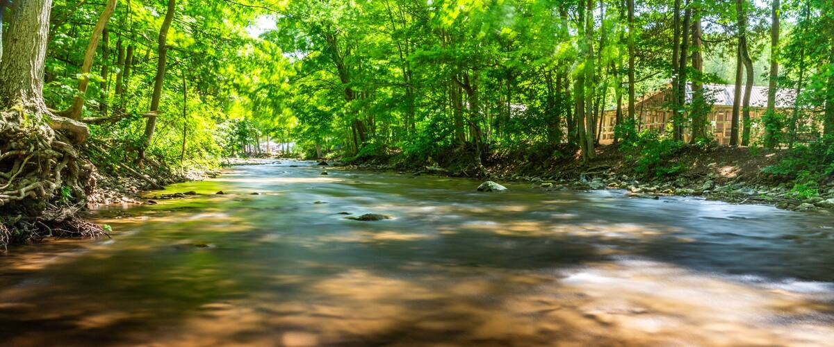 A clear stream surrounded by dense green foliage and trees.