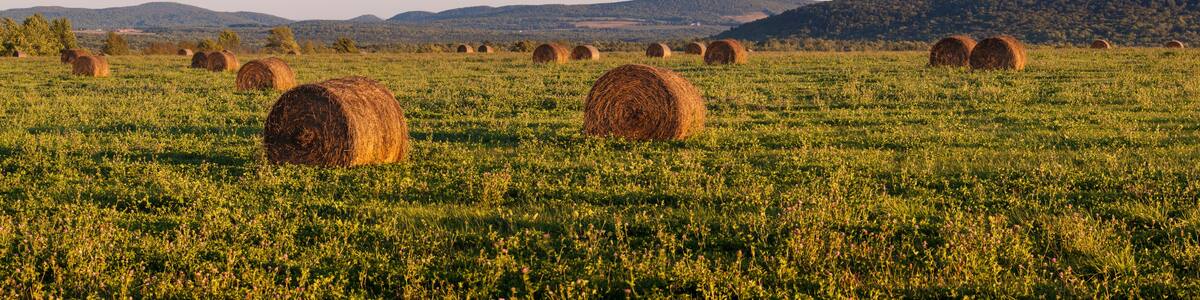 Hay bales in a field next to the Roach Farm Campsite on the International Appalachian Trail. Merrill, Maine, near Smyrna Mills.