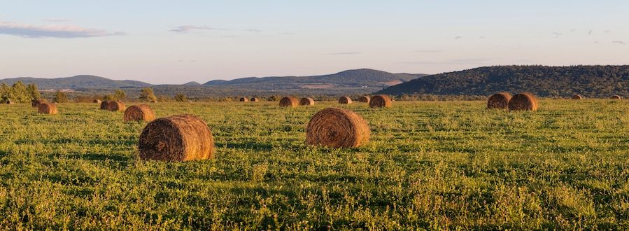 Hay bales in a field next to the Roach Farm Campsite on the International Appalachian Trail. Merrill, Maine, near Smyrna Mills.
