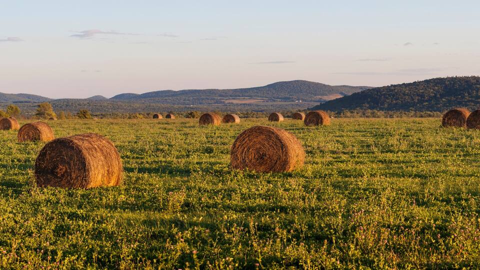 A field of hay bales in a green landscape with mountains in the background.