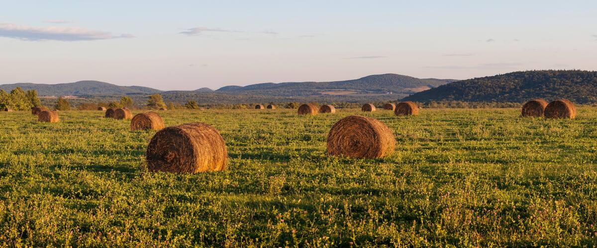 A field of hay bales in a green landscape with mountains in the background.