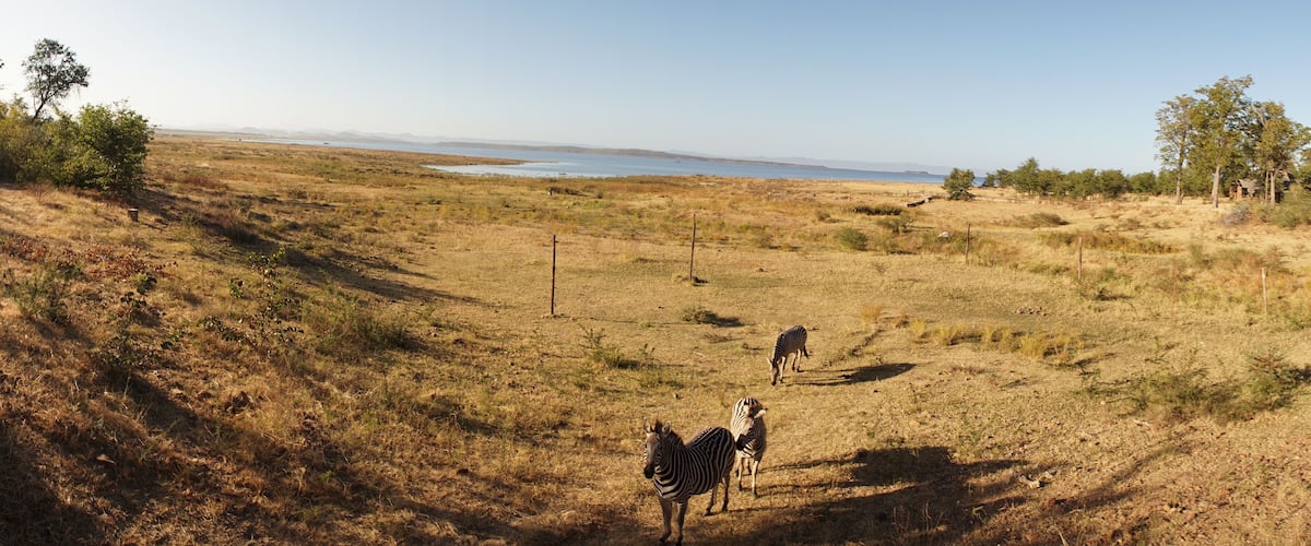A dry grassland with a few zebras grazing, a distant body of water, and sparse trees.