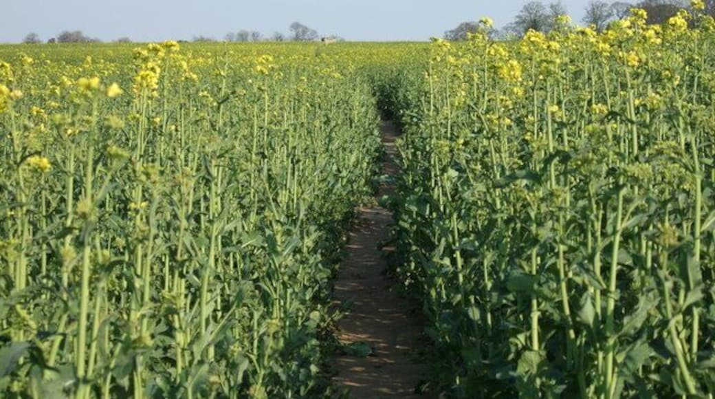 Footpath towards Rempstone church Footpath towards Rempstone church taken from edge of the old churchyard St Peters in the Rushes.