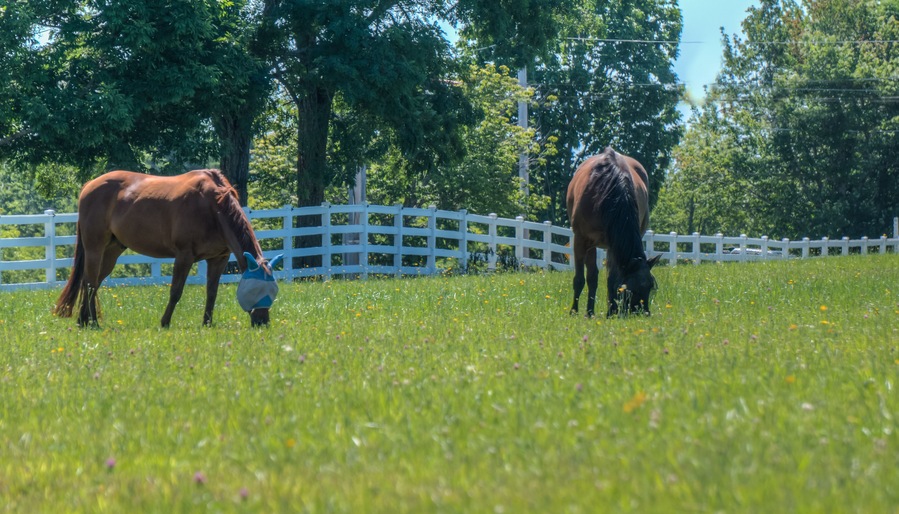Horses