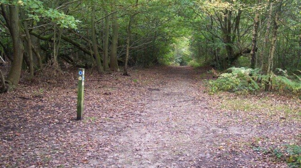 Footpath and bridleway junction in Scords Wood A bridleway leads from Emmetts Lane staight on towards Scords Lane. A footpath crosses right towards Emmetts Garden and onto New Road, from Emmetts Lane.