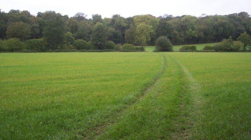 Curving footpath to Tanhouse Wood This path leads from Trowler's Wood towards Tanhouse Wood and then onto Toy's Hill road.
