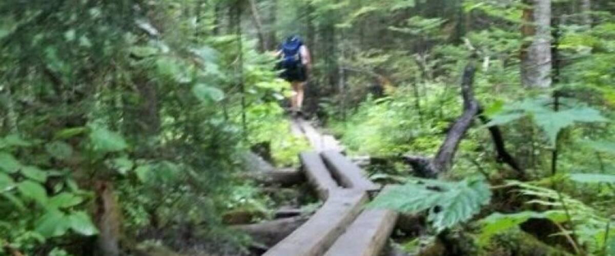 A wooden bridge in a forest.