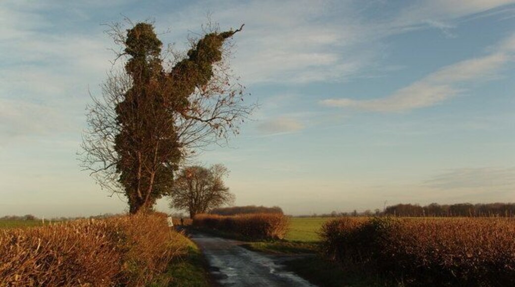Leys Lane, Boston Spa, near Wetherby Leys Lane runs North from the A659 main road (which forms Boston Spa's main street) to the River Wharfe, past Wray Wood. Off to the right, by the forked tree, runs Deepdale Lane, which eventually leads to footpaths that run towards Jackdaw Crags and the River Wharfe.