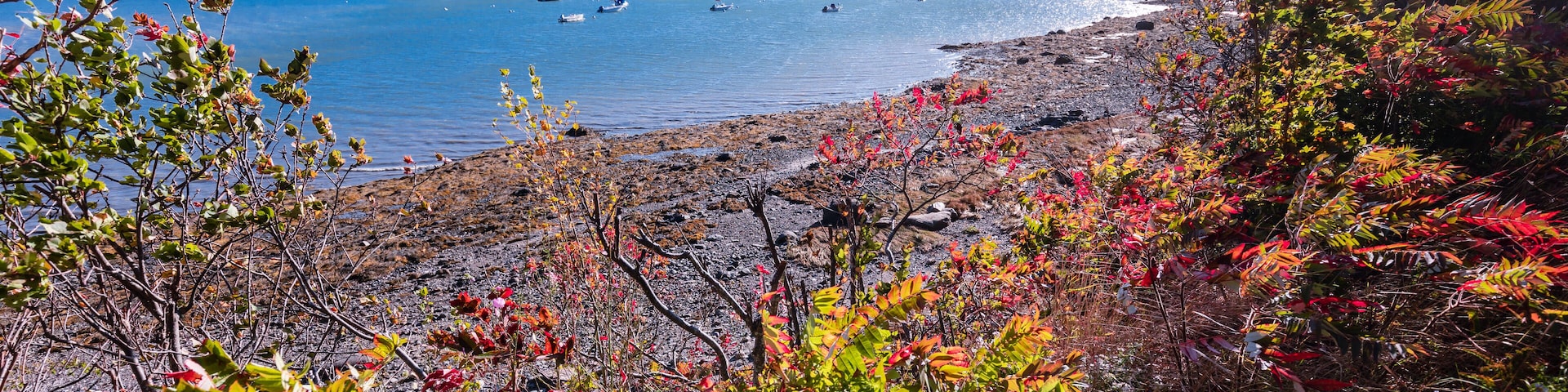 Autumn colors light up the shoreline of the ocean in a cove near Sorrento, Maine and Acadia National Park