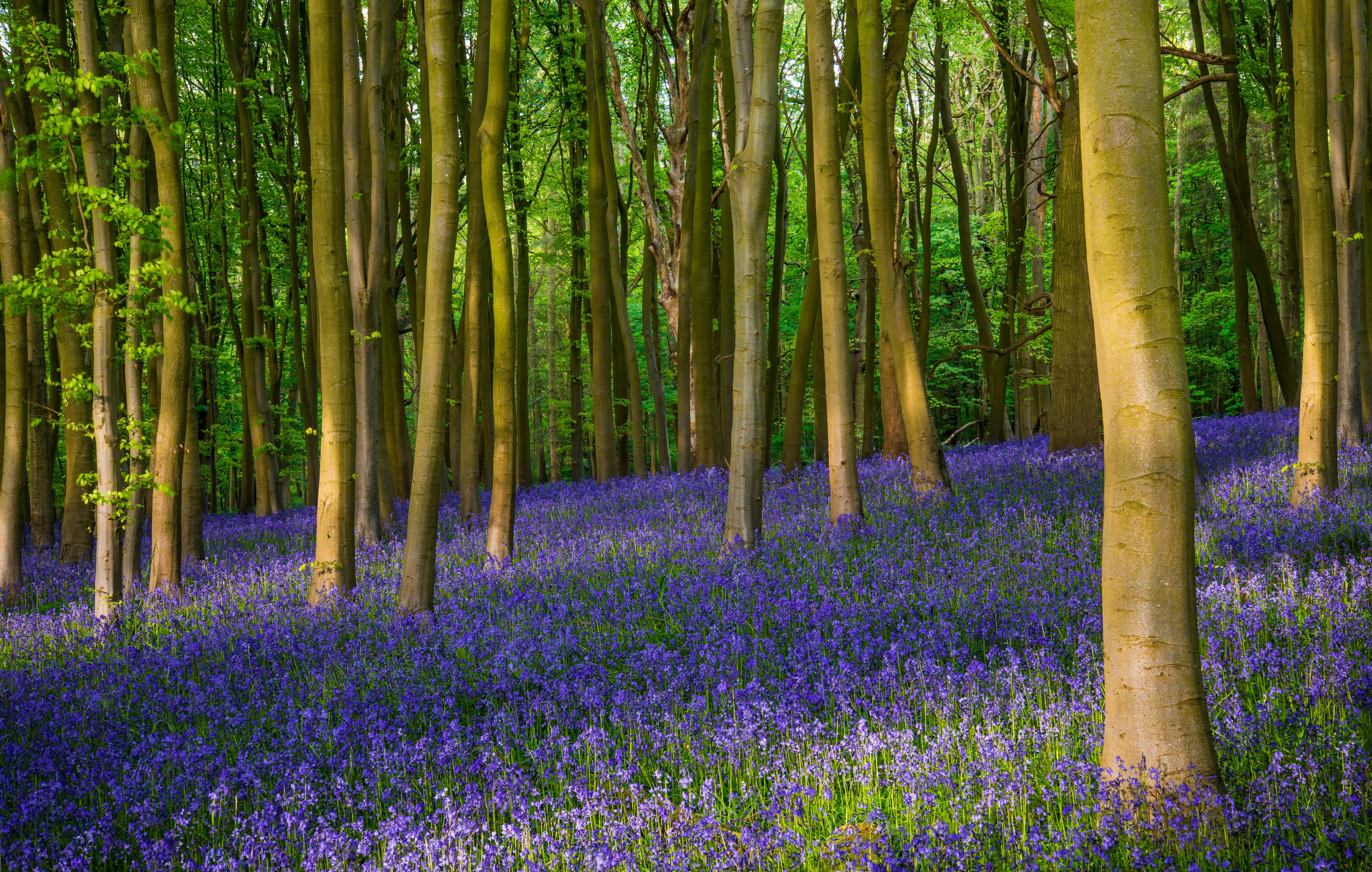 A forest with tall trees and a carpet of blue flowers.