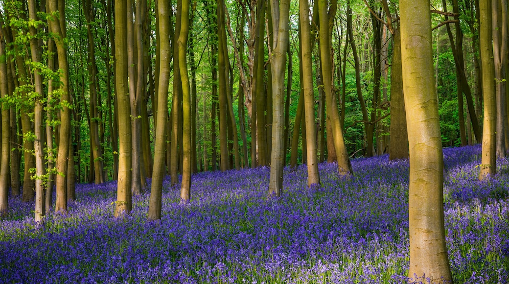 A forest with tall trees and a carpet of blue flowers.