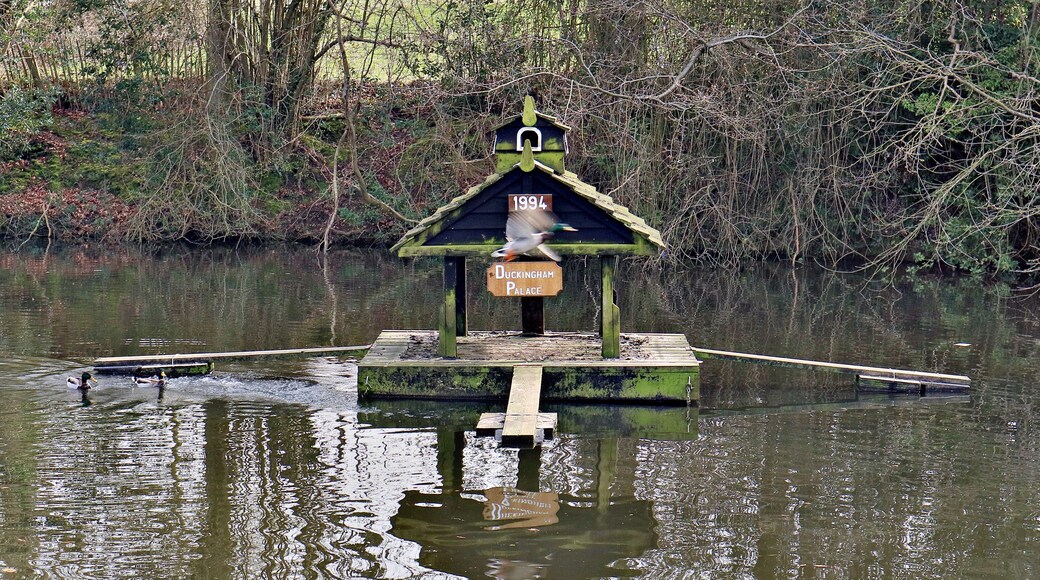"Duckingham Palace" duck house on Widmore Pond, Sonning Common, UK. A male duck is in flight between the humorous name plaque and the construction date (1994)