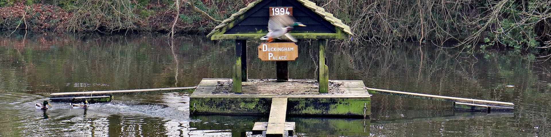 "Duckingham Palace" duck house on Widmore Pond, Sonning Common, UK. A male duck is in flight between the humorous name plaque and the construction date (1994)