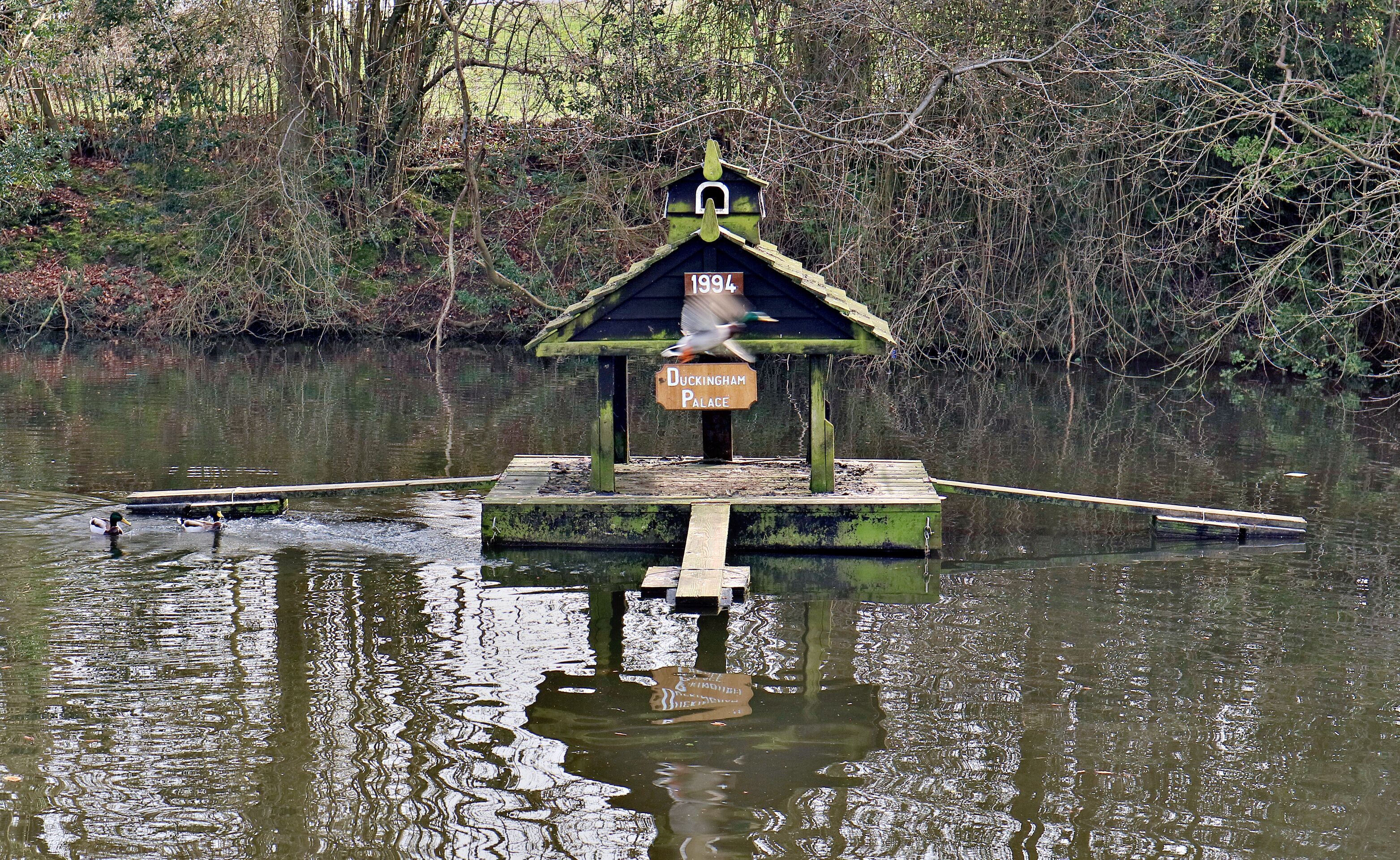 A duckhouse with a sign reading "Duckingham Palace" and the year "1994" on a small island in a body of water.