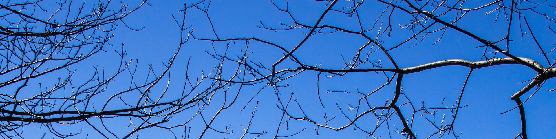 Wooden dock on Damariscotta River, Maine. Clear blue sky, lightly rippled blue water, framed by bare tree branches at the top. Calm winter day. Walpole, Maine.