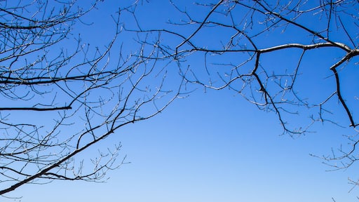 ウォールポール