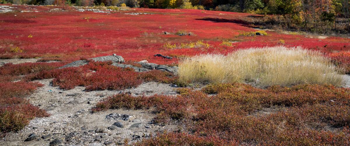 A vibrant landscape with a red moss-covered field, a clear blue sky, and a forest with autumn-colored trees in the background.