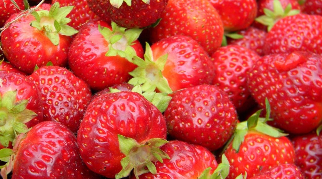 Pick your own delicious strawberries at Stevenson's in Wayne, Maine