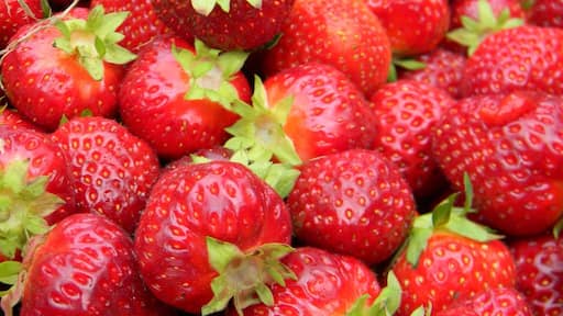 Pick your own delicious strawberries at Stevenson's in Wayne, Maine