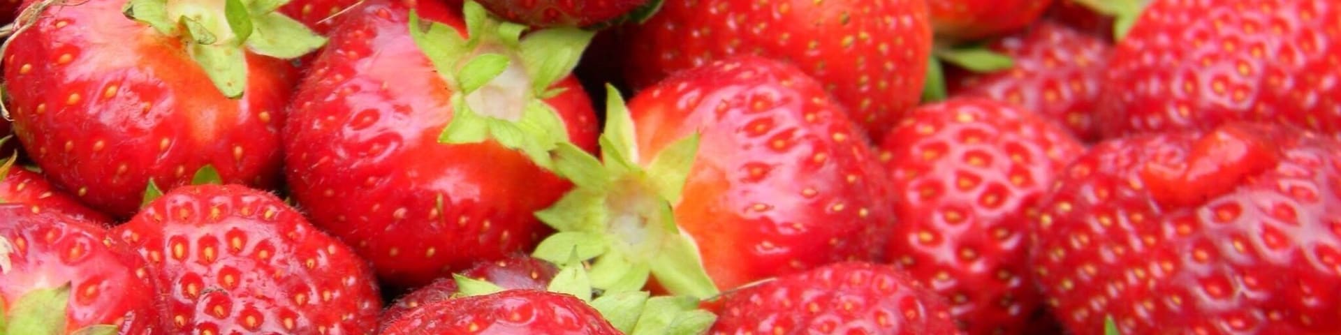 Pick your own delicious strawberries at Stevenson's in Wayne, Maine