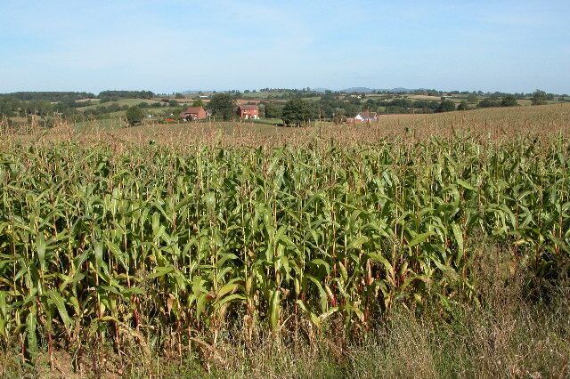 Field of Maize at Kilcot. On the horizon the Malvern Hills can be seen.