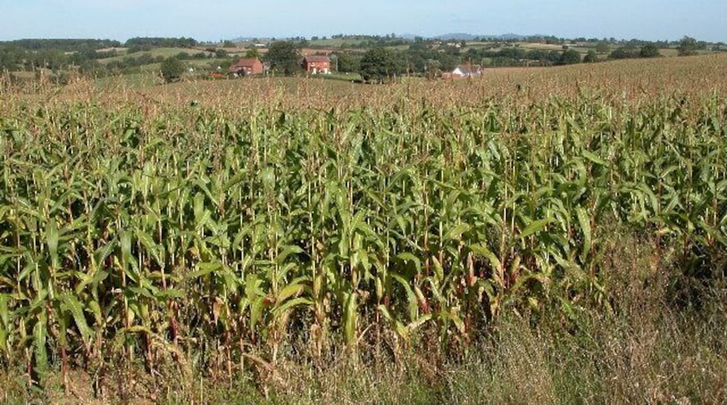 Field of Maize at Kilcot. On the horizon the Malvern Hills can be seen.