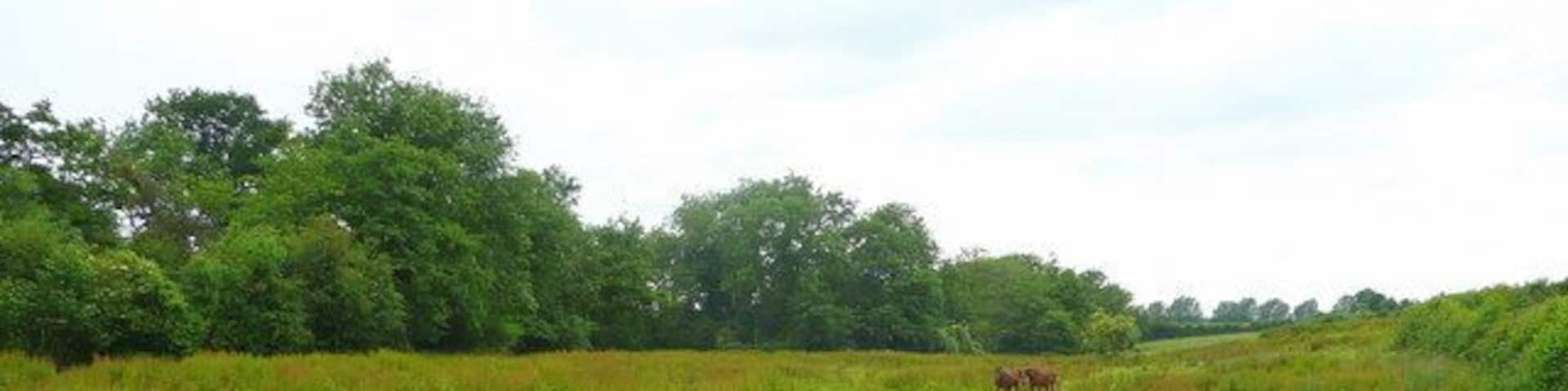 Horses in rough pasture Weedy unimproved grazing land south of Whitehouse Lane near Oxenhall.