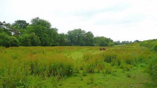 Horses in rough pasture Weedy unimproved grazing land south of Whitehouse Lane near Oxenhall.