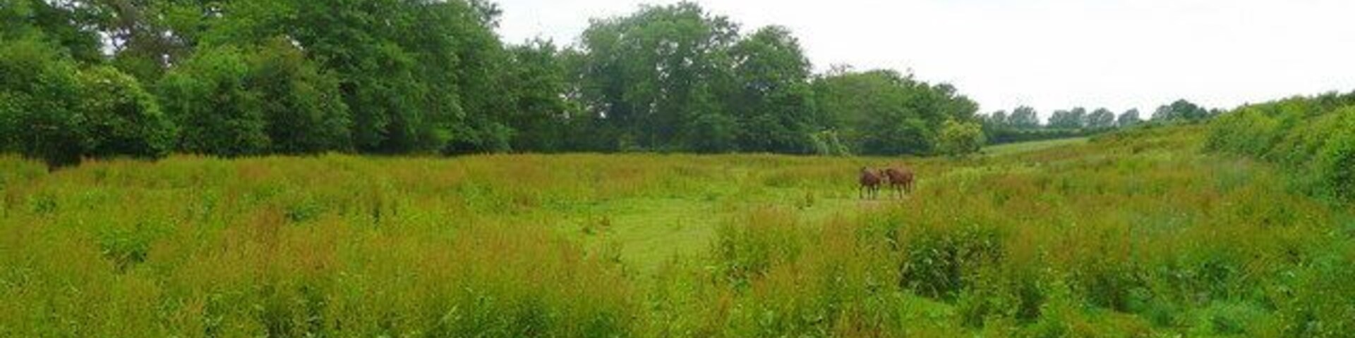 Horses in rough pasture Weedy unimproved grazing land south of Whitehouse Lane near Oxenhall.
