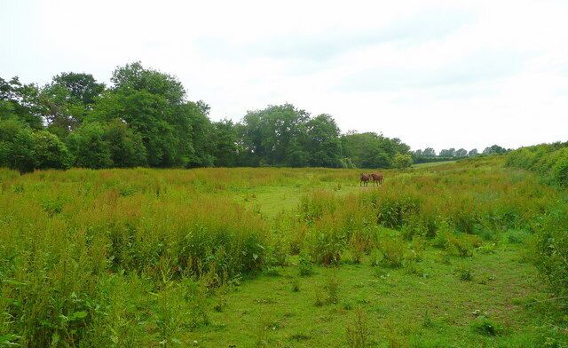 A grassy field with trees in the background and a horse grazing.
