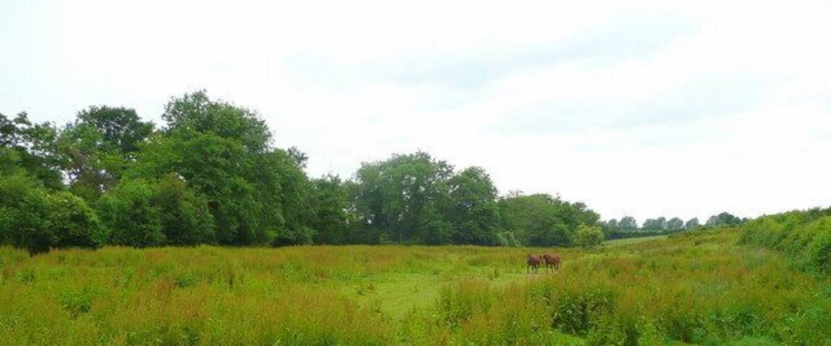 A grassy field with trees in the background and a horse grazing.