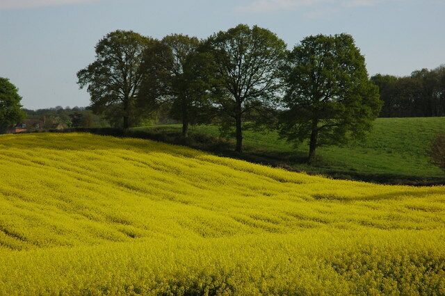 Oil Seed Rape at Kilcot