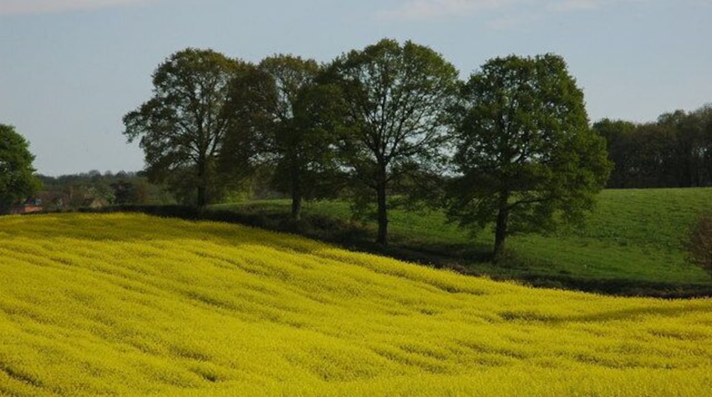 Oil Seed Rape at Kilcot