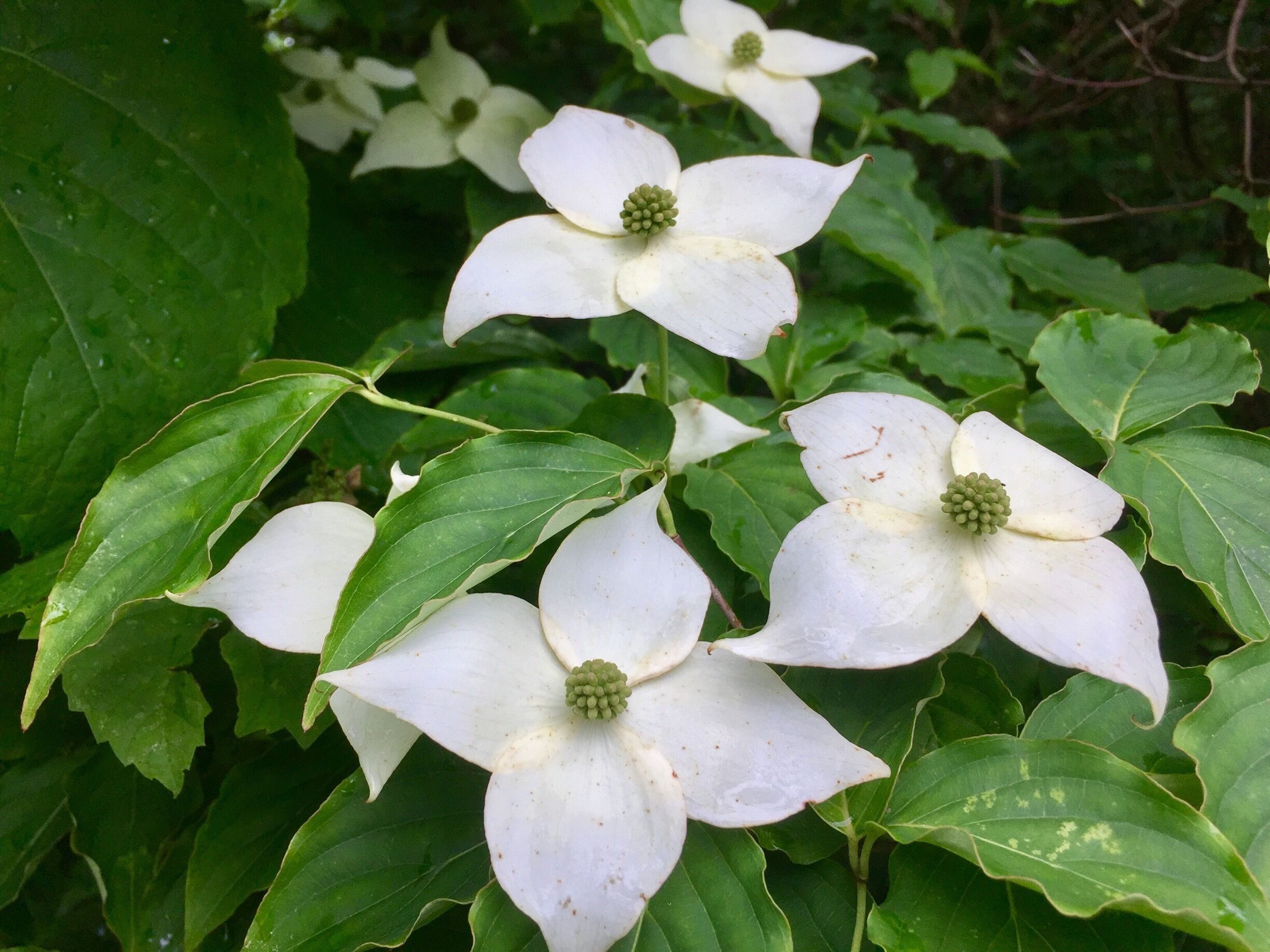 More of natures beauty on display. 