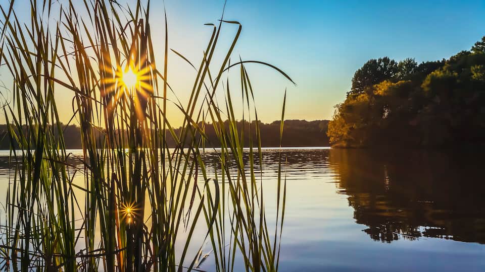 A calm lake with tall grasses in the foreground and a clear sky.