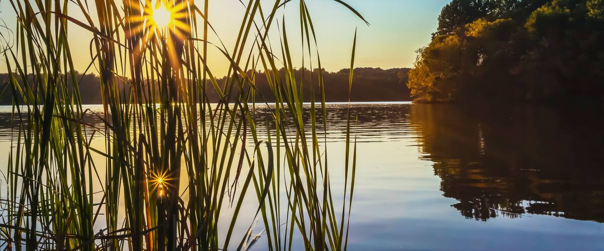 A calm lake with tall grasses in the foreground and a clear sky.