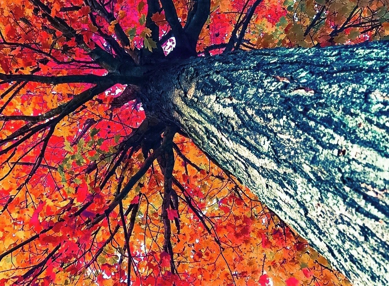 Learn character from trees, values from roots, and change from leaves. #Fall #Maple #Colors